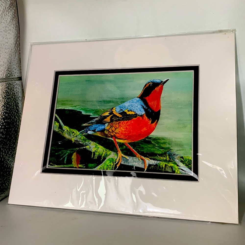 Varied Thrush Artwork reprint Water color painting NEW Marsha Friedman